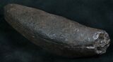 Partial Fossil Sperm Whale Tooth - Georgia #7800-1